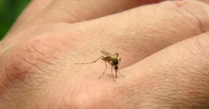 Sigue la alerta por la fiebre chikungunya: hubo 268 casos nuevos