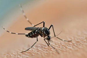 Se registró la primera muerte por chikungunya en Salta y hay más de 500 casos