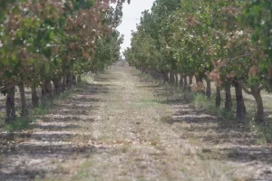 Detectan a 40 trabajadores rurales sin registrar en una finca de pistachos en San Juan