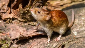 La OMS advirtió que se esperan más casos de hantavirus en los próximos días y confirmó que ya son 11 los infectados