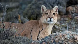 Rescatan a un puma en cercanías de una zona poblada y permanece internado en estado crítico