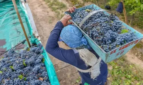 Gamela-cosecha-uva