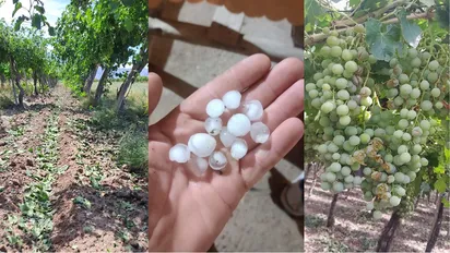 granizo-tormenta-uvas-vinedos-3jpeg