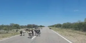 La Policía Rural intensifica los controles en rutas sanjuaninas ante el peligro de animales sueltos