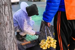 Capital activará un cronograma intensivo de desinsectación y desratización en barrios y cuadrantes urbanos