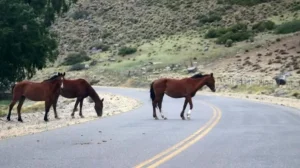 Preocupación vial: la Policía Rural incautó una veintena de equinos en las rutas sanjuaninas durante el último trimestre