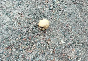 Investigan el origen de un cráneo humano hallado en el dique Punta Negra