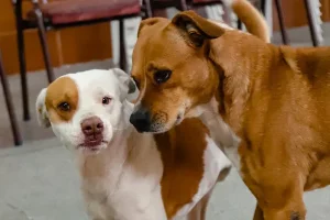 Campaña invernal para perros callejeros en San Juan: proteccionistas denuncian el robo constante de mantas y abrigos