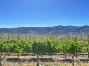 Tierras extranjerizadas: San Juan es la tercera provincia con más superficie en manos foráneas y lidera el debate