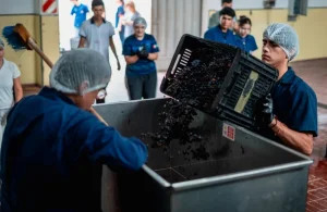 Tras siete años de inactividad, la Escuela de Enología vuelve a elaborar vino y prepara su inauguración oficial