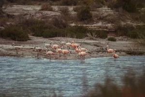 Presentan el proyecto de ley para declarar área protegida a las Lagunas de Guanacache
