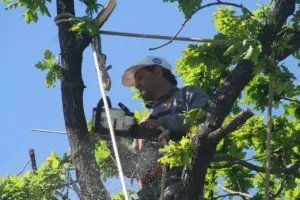 Capital avanza con el operativo anual de poda del arbolado e insta a tramitar autorizaciones