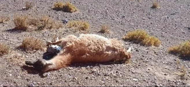 La Secretaría de Ambiente investiga la mortandad de hasta 300 guanacos en la cordillera sanjuanina