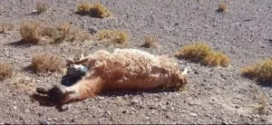 La Secretaría de Ambiente investiga la mortandad de hasta 300 guanacos en la cordillera sanjuanina
