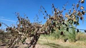 Severas heladas provocaron daños superiores al 50% en viñedos del este sanjuanino